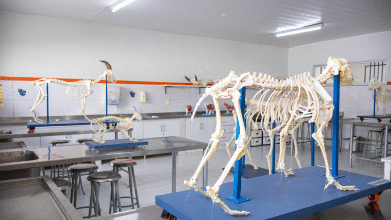 Laboratório de Anatomia Animal