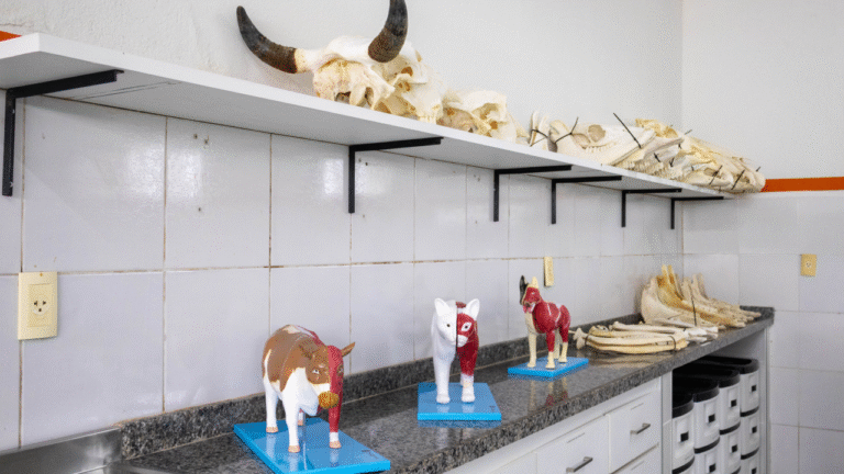 Laboratório de Anatomia Animal