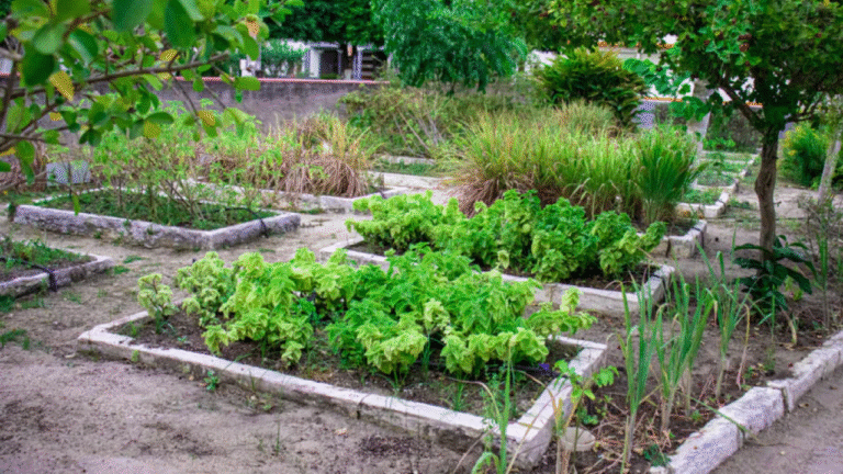 Horto Farmácia Universitária